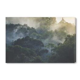 Obraz na płótnie Tropikalny las deszczowy we mgle, Azja