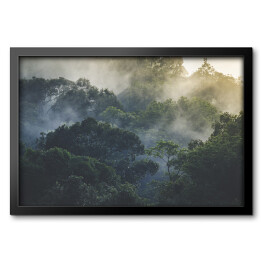 Obraz w ramie Tropikalny las deszczowy we mgle, Azja