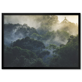 Plakat w ramie Tropikalny las deszczowy we mgle, Azja