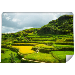 Fototapeta Wspinaczka po polach ryżowych