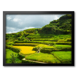 Obraz w ramie Wspinaczka po polach ryżowych