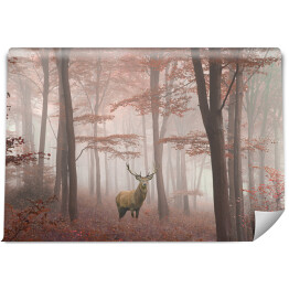 Fototapeta Jeleń w lesie we mgle jesienią