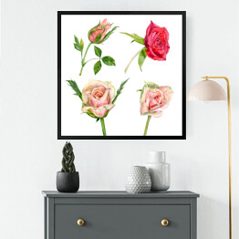 Obraz w ramie Pojedyncze róże w odmiennych kolorach