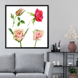 Obraz w ramie Pojedyncze róże w odmiennych kolorach
