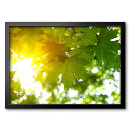 Obraz w ramie Zielone liście i słońce