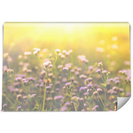 Fototapeta winylowa zmywalna Jesienna trawa z dzikimi kwiatami na tle promieni słonecznych