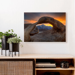 Obraz na płótnie Samotna sosna na wzgórzach Alabamy, USA