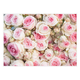 Plakat samoprzylepny Dywan ułożony z jasnych róż