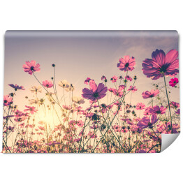 Fototapeta samoprzylepna Polne kwiaty na dużej łące