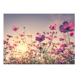 Plakat Polne kwiaty na dużej łące