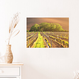 Plakat samoprzylepny Winnica wiosną wieczorem w świetle słonecznym