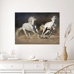 Plakat Para jasnych koni w ruchu na pustyni na ciemnym tle