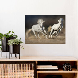 Plakat samoprzylepny Para jasnych koni w ruchu na pustyni na ciemnym tle