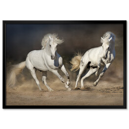 Plakat w ramie Para jasnych koni w ruchu na pustyni na ciemnym tle