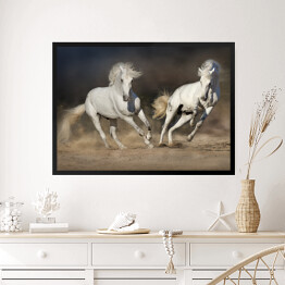 Obraz w ramie Para jasnych koni w ruchu na pustyni na ciemnym tle