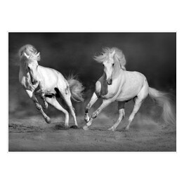 Plakat samoprzylepny Para galopujących koni