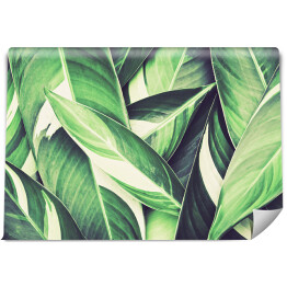 Tropikalne liście w świeżym odcieniu zieleni