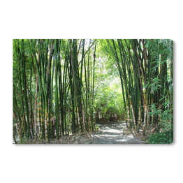 Obraz na płótnie Las bambusowy