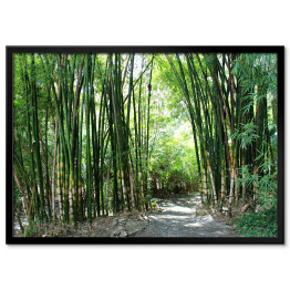 Plakat w ramie Las bambusowy
