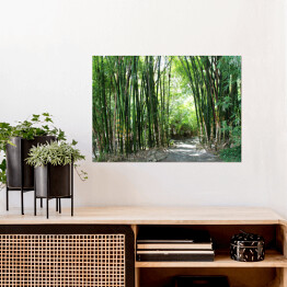 Plakat samoprzylepny Las bambusowy