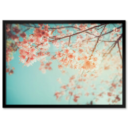 Plakat w ramie Piękne kwiaty wiśni na wiosnę