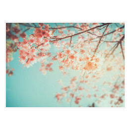 Plakat samoprzylepny Piękne kwiaty wiśni na wiosnę