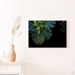Obraz na płótnie Liście tropikalnej paproci na czarnym tle
