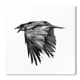 Obraz na płótnie Czarna wrona w locie