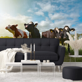 Fototapeta Cztery krowy w porannym słońcu na pastwisku