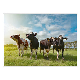 Cztery krowy w porannym słońcu na pastwisku