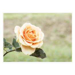 Plakat samoprzylepny Pastelowe róże w ogrodzie