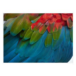Plakat Kolorowe piora papugi ary