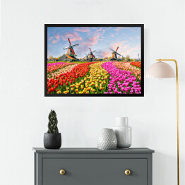 Obraz w ramie Pole z wiatrakami i tulipanami w Holandii