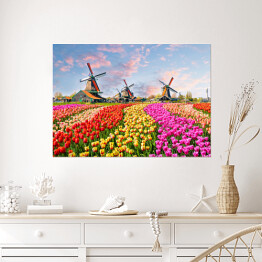 Pole z wiatrakami i tulipanami w Holandii