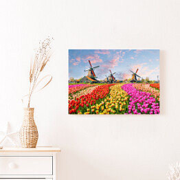 Obraz na płótnie Pole z wiatrakami i tulipanami w Holandii