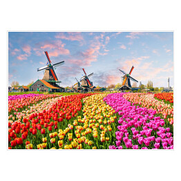 Plakat Pole z wiatrakami i tulipanami w Holandii