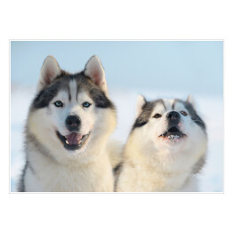 Dwa psy rasy Siberian Husky