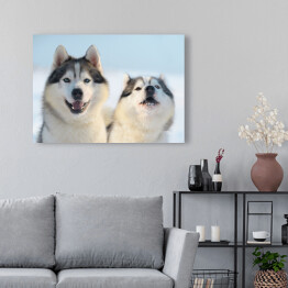 Obraz na płótnie Dwa psy rasy Siberian Husky