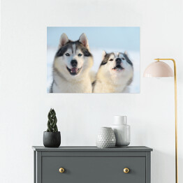 Plakat Dwa psy rasy Siberian Husky