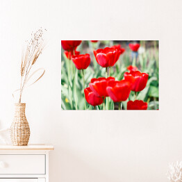 Plakat Piękne szkarłatne czerwone tulipany