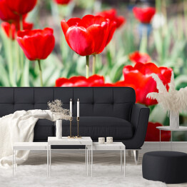 Fototapeta Piękne szkarłatne czerwone tulipany