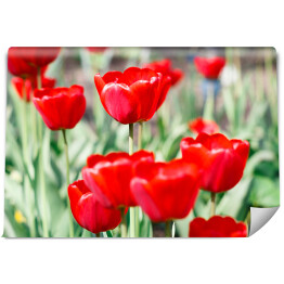 Fototapeta Piękne szkarłatne czerwone tulipany