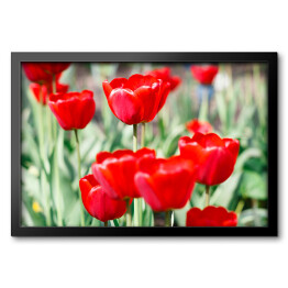 Obraz w ramie Piękne szkarłatne czerwone tulipany