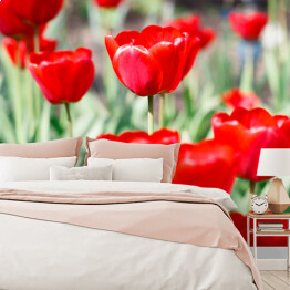 Piękne szkarłatne czerwone tulipany