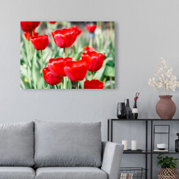 Obraz na płótnie Piękne szkarłatne czerwone tulipany