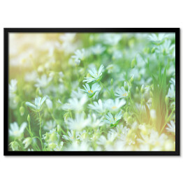 Obraz klasyczny Łąka z białymi kwiatami