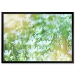 Plakat w ramie Łąka z białymi kwiatami