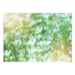 Plakat Łąka z białymi kwiatami