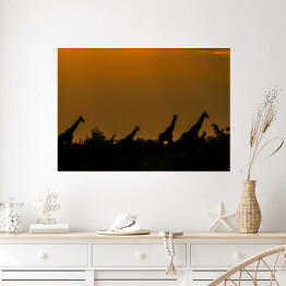 Plakat Stado specerujących żyraf o zachodzie, Republika Południowej Afryki