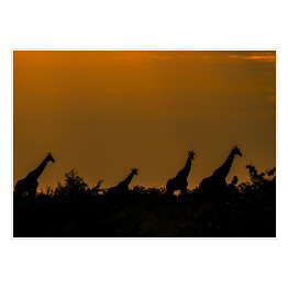 Plakat Stado specerujących żyraf o zachodzie, Republika Południowej Afryki